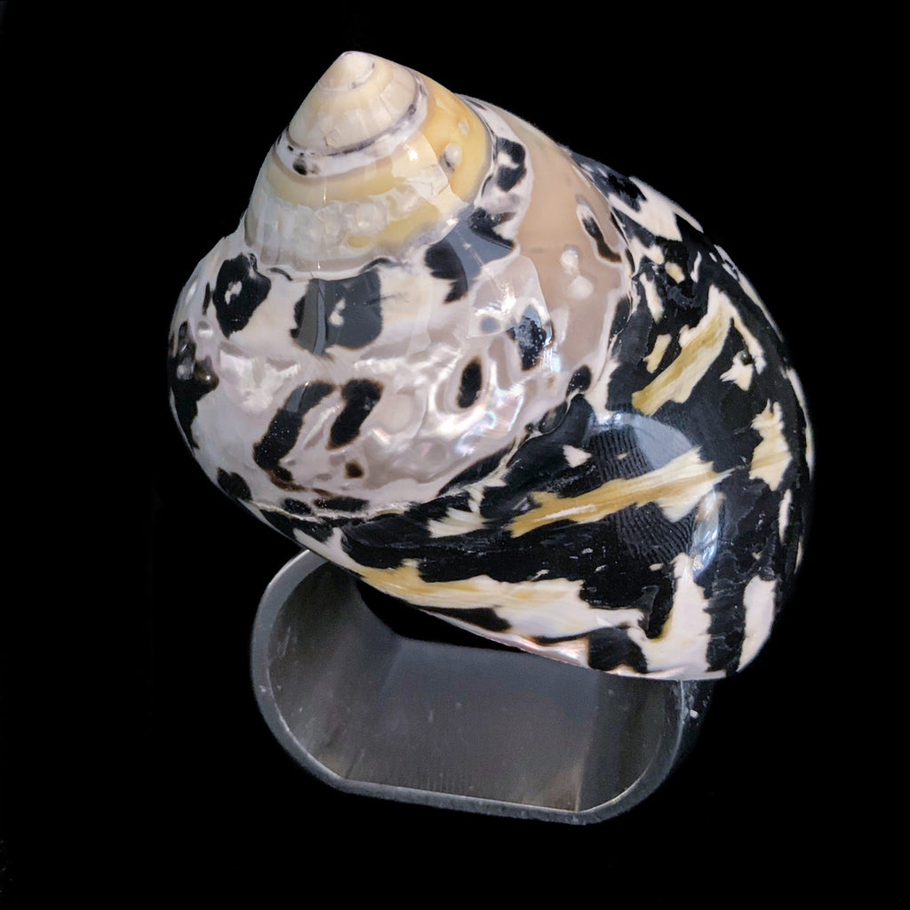 Medium Black Pica Shell Napkin Ring | Set of 4