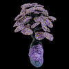 Large Bonsai Tree Centerpiece Featuring Amethyst Premium Crystals and Amethyst Gemstones