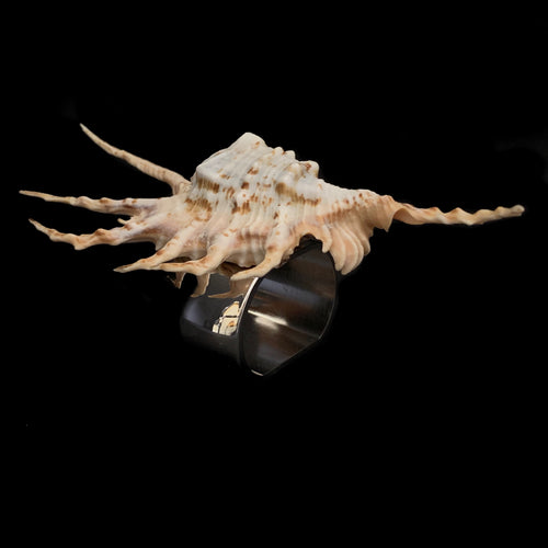 Lambis Seashell Napkin Rings | Set of 2
