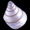 Troca Seashell Collectible featuring Premium Crystal