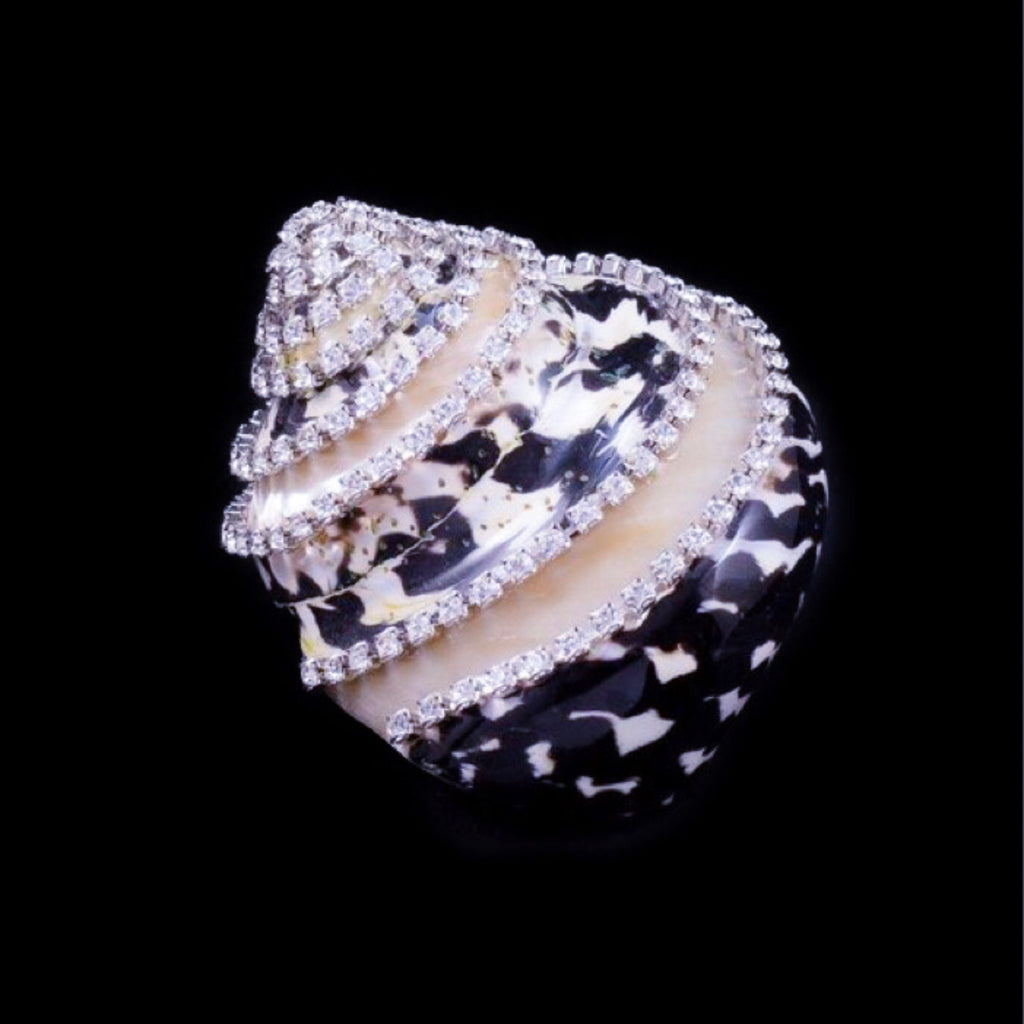 Banded Black Pica Turbo Shell Collectible featuring Swarovski ® Crysta ...