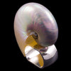 Nautilus Shell Napkin Ring | Set of 4