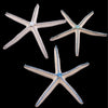 Crystallized Natural Starfish | Sets of 3