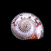 Turbo Semanticus Shell Collectible featuring Premium® Crystal