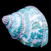 Jade Turbo Seashell Collectible featuring Premium Crystal